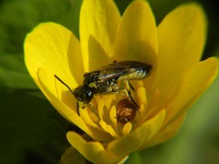 Tenthredo talyshensis