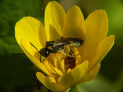 Tenthredo talyshensis