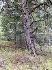 Pinus ponderosa
