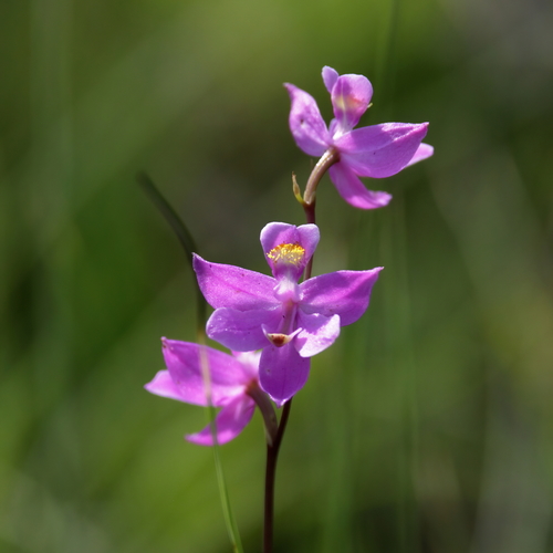Image of Calopogon multiflorus by (c) Lauren McLaurin, some rights reserved (CC BY)