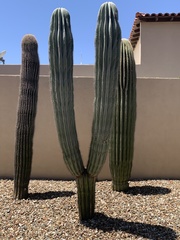 Pachycereus pringlei