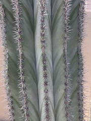 Pachycereus pringlei