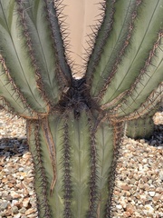 Pachycereus pringlei