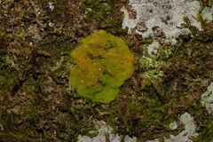 Coenogonium implexum