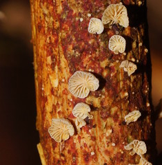 Marasmiellus affixus