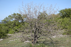 Pistacia atlantica mutica