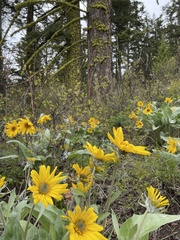 Balsamorhiza sagittata