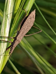 Pygolampis bidentata