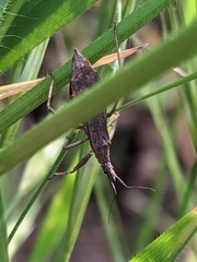 Pygolampis bidentata