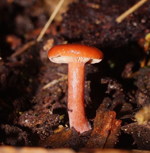Lactarius eucalypti image