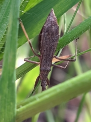 Pygolampis bidentata