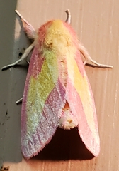 Hyparpax aurora
