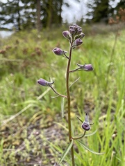 Delphinium nuttallianum