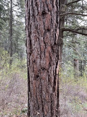 Pinus ponderosa