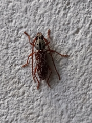 Elaphidion splendidum