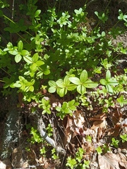 Galium broterianum