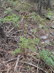 Lomatium multifidum