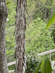 Carya carolinae-septentrionalis