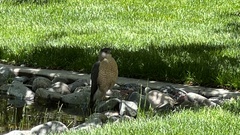 Accipiter cooperii