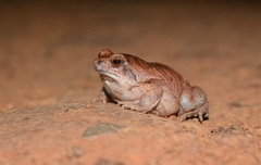 Physalaemus nattereri