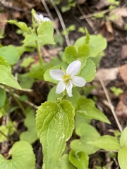 Viola canadensis