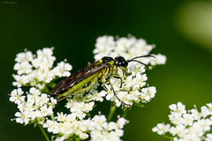 Tenthredo mesomela