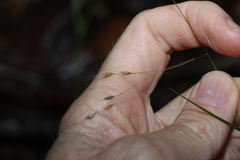 Eriachne pallescens