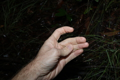 Eriachne pallescens