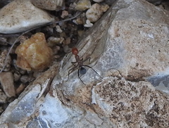 Myrmecocystus melliger