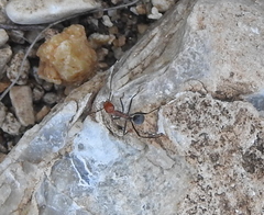 Myrmecocystus melliger
