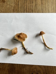 Marasmius oreades