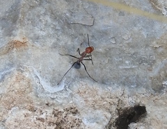 Myrmecocystus melliger