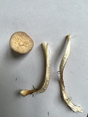 Marasmius oreades