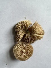 Marasmius oreades
