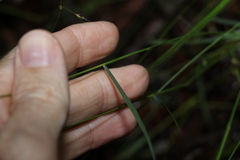 Eriachne pallescens