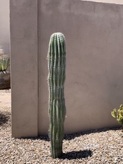 Pachycereus pringlei