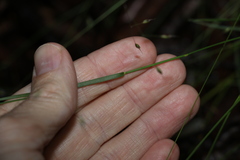 Eriachne pallescens