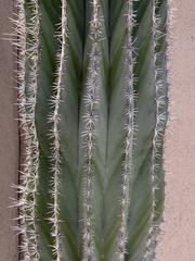 Pachycereus pringlei