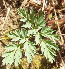 Dicentra eximia