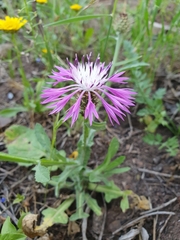 Centaurea napifolia