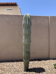 Pachycereus pringlei