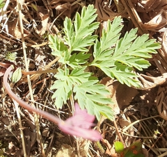 Dicentra eximia