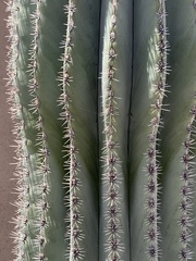 Pachycereus pringlei