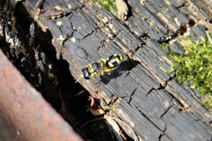 Ectemnius stirpicola