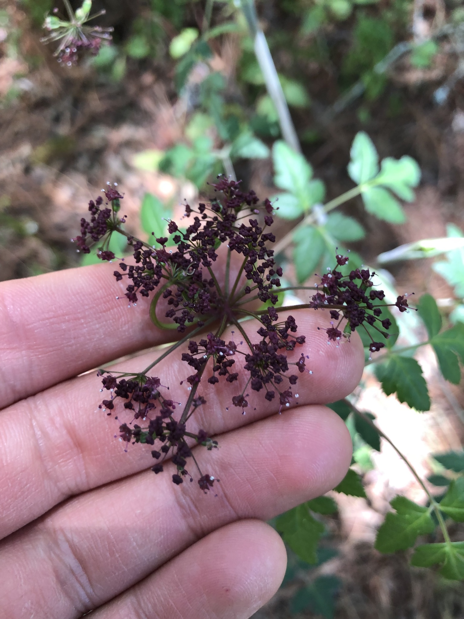 Arracacia bracteata
