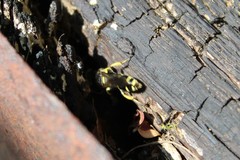 Ectemnius stirpicola