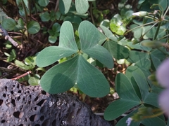 Oxalis alpina
