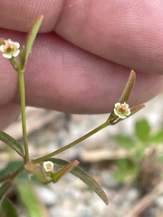 Euphorbia curtisii