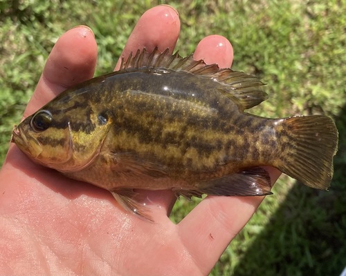 Mud sunfish (Acantharchus pomotis) — Centrarchidae — 3
