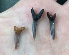 Lamniformes